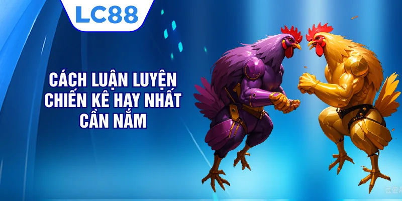 Cách luận luyện chiến kê hay nhất cần nắm