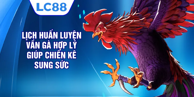 Lịch huấn luyện vần gà hợp lý giúp chiến kê sung sức